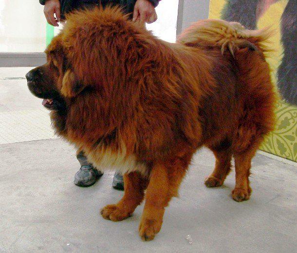 Самые дорогостоящие породы собак в мире