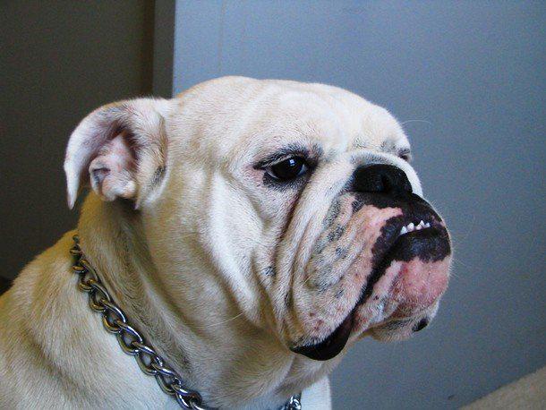 Самые дорогостоящие породы собак в мире