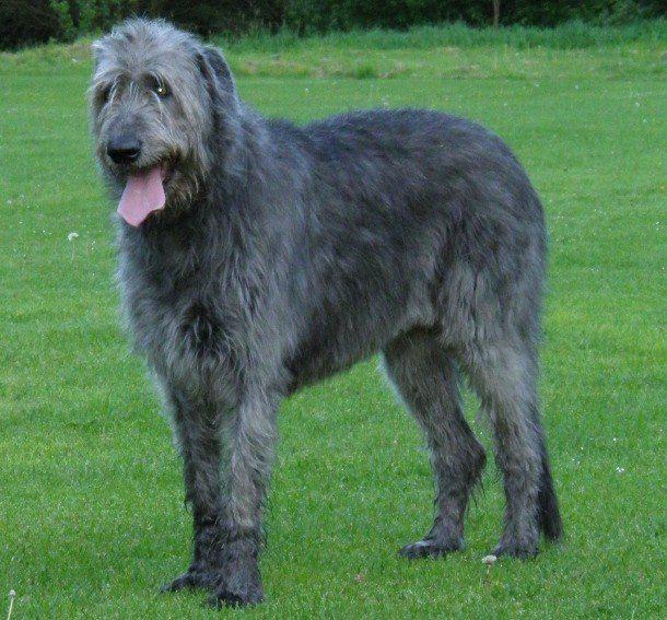 Самые дорогостоящие породы собак в мире