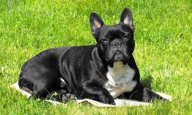 Самые дорогостоящие породы собак в мире