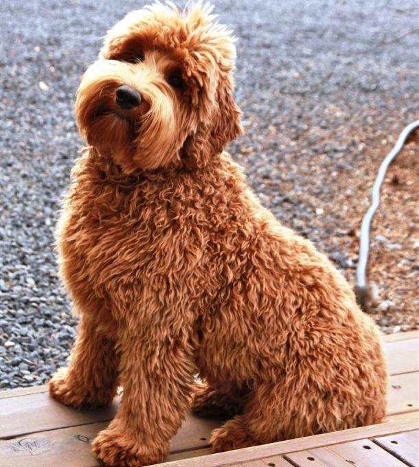 Самые дорогостоящие породы собак в мире