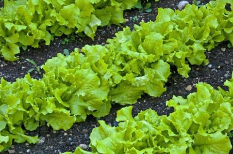 кресс салат, когда сеять зелень