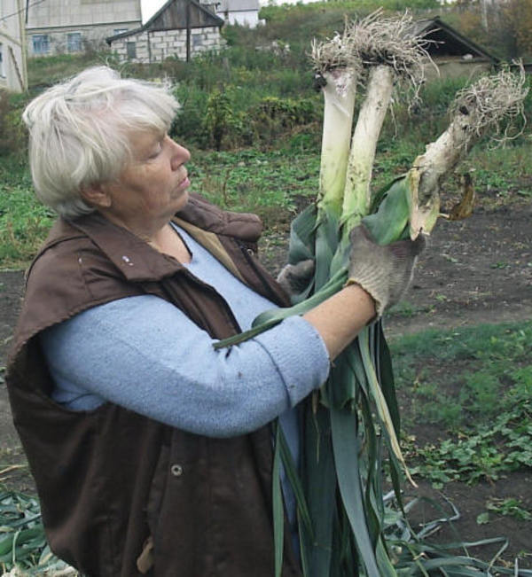 Лук порей цветет лук порей фото