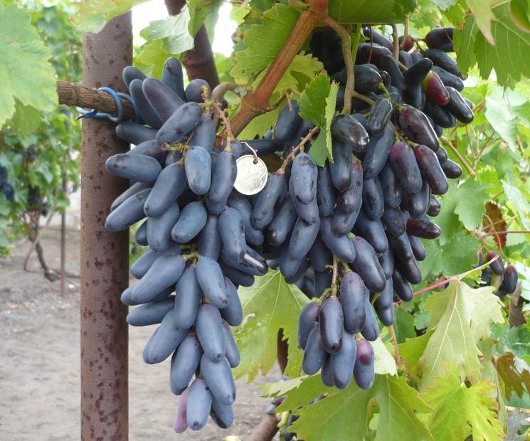 гроздь винограда на кусте