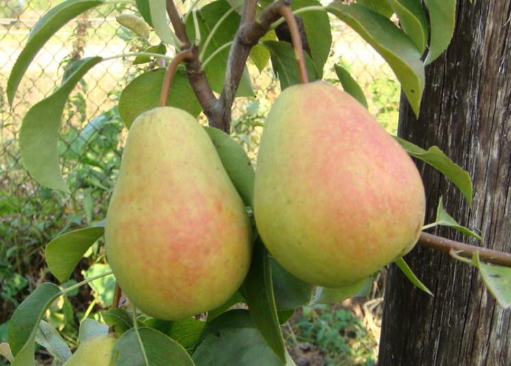 груша, грушевый сад
