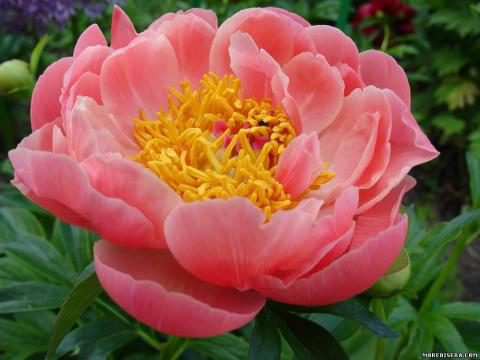 big.jpeg#20258218172