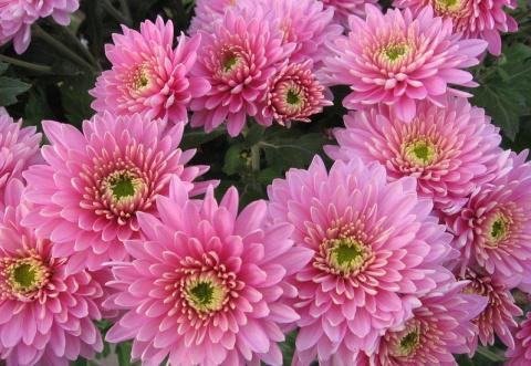 big.jpeg#20243966150