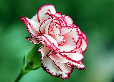 big.jpeg#20528284127