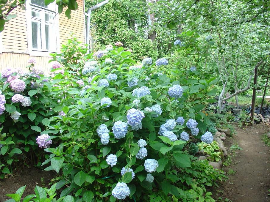 гортензия