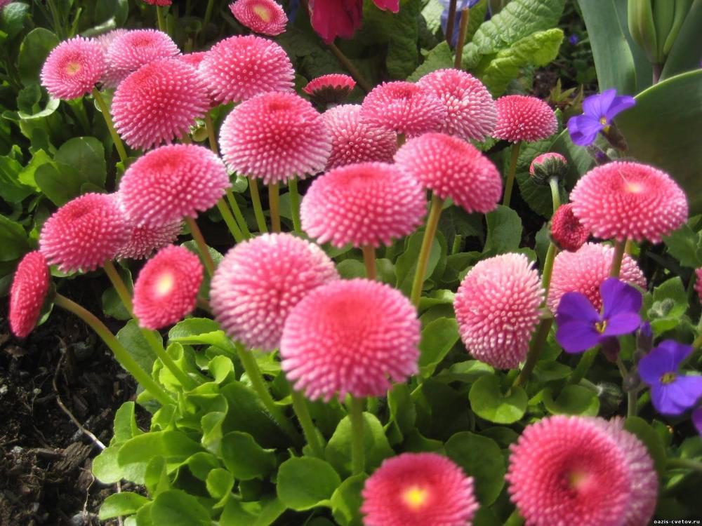 маргаритки