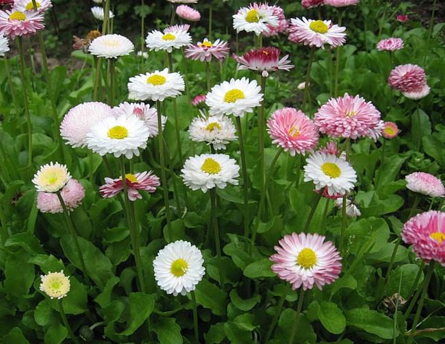 маргаритки