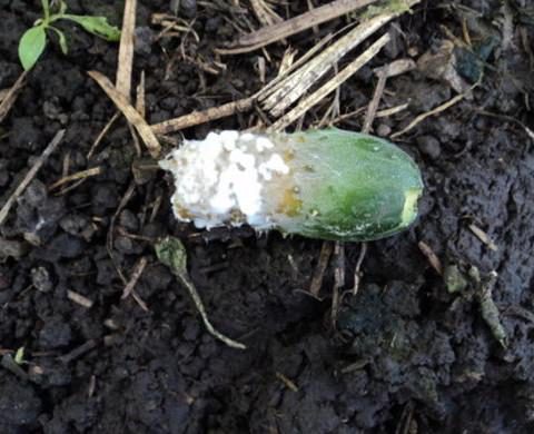 болеют огурцы