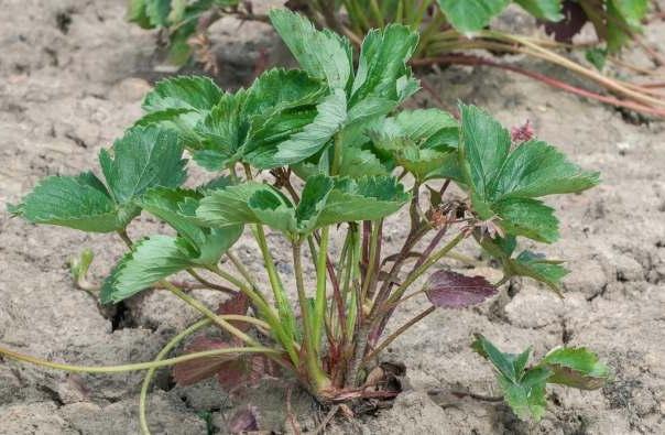 клубника, земляника