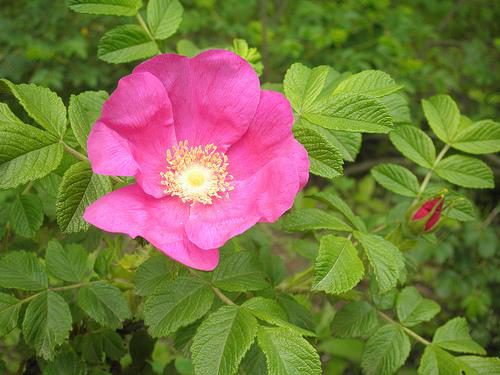 шипшина, роза шипшины