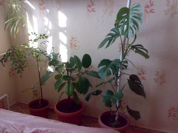 комнатные цветы