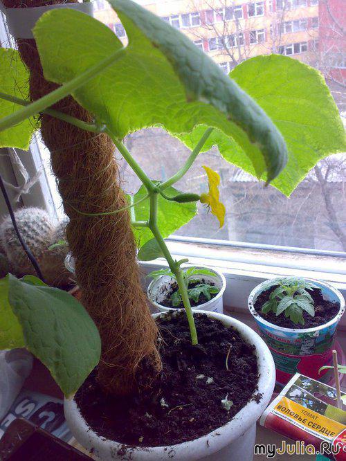 огород на подоконнике