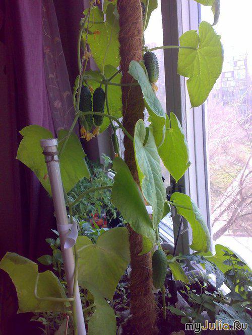 огурцы своими руками