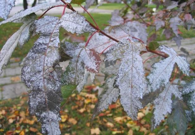 Способы лечения комнатных цветов