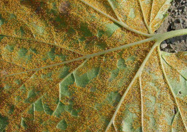 Ржавчина на листьях комнатных растений фото