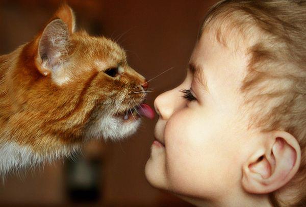 дети и коты