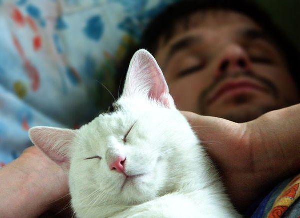 чем болеют кошки