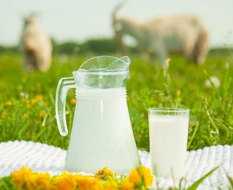 Польза козьего молока - какие болезни оно лечит