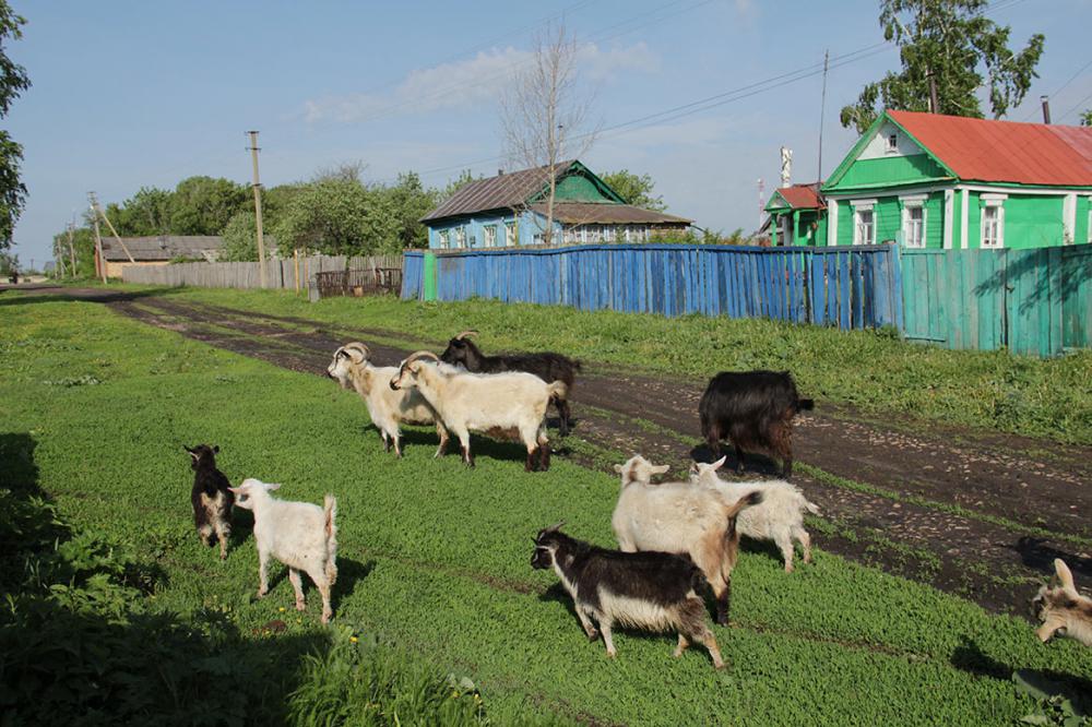 козы в деревне
