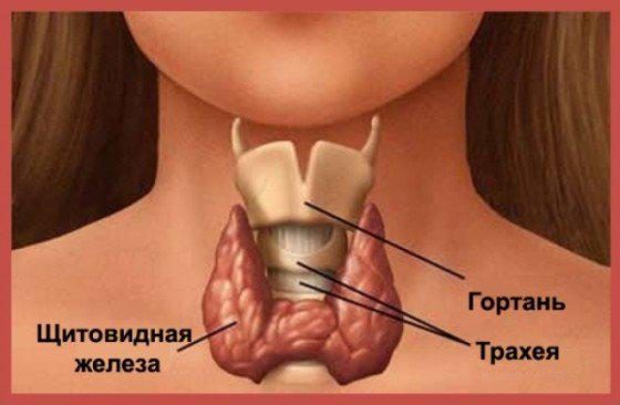 Первые признаки того, что ваша щитовидная железа не в порядке