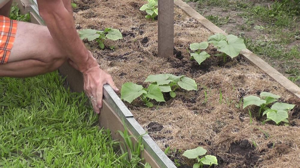 Шпалера для огурцов