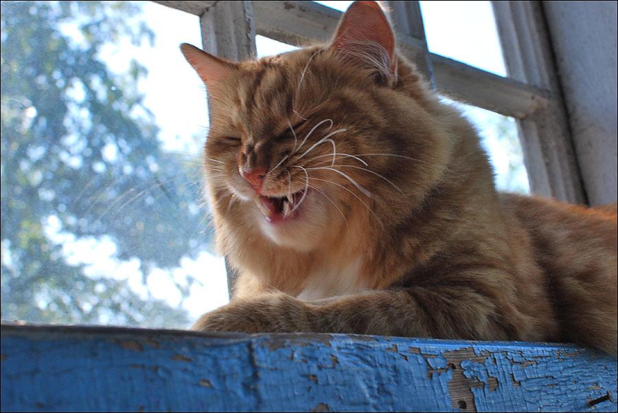Рыжая кошка в доме — это кусочек солнышка! рыжий кот
