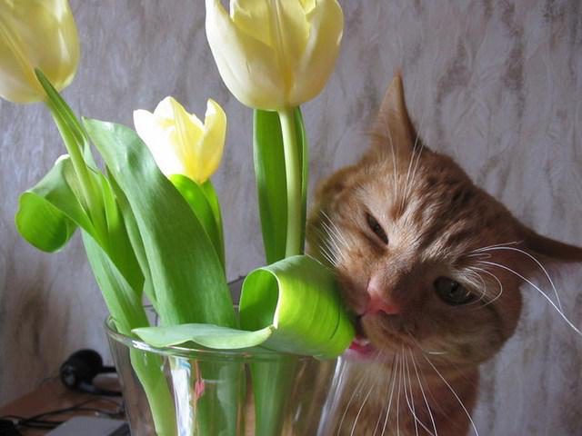 ядовитые тюльпаны