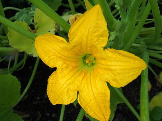 цветок патиссона