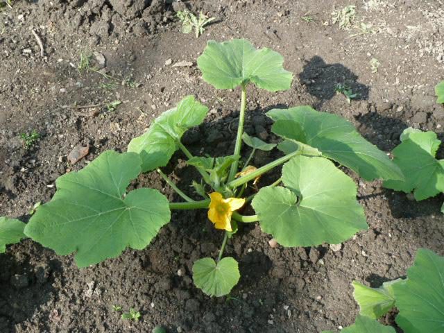 как выращивать патиссоны