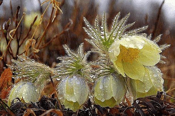 прострел, сон трава