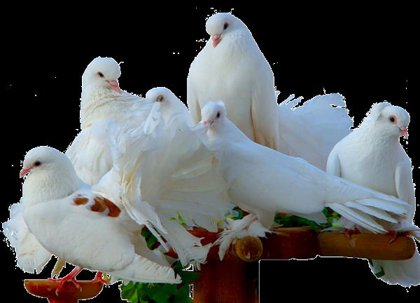 голуби