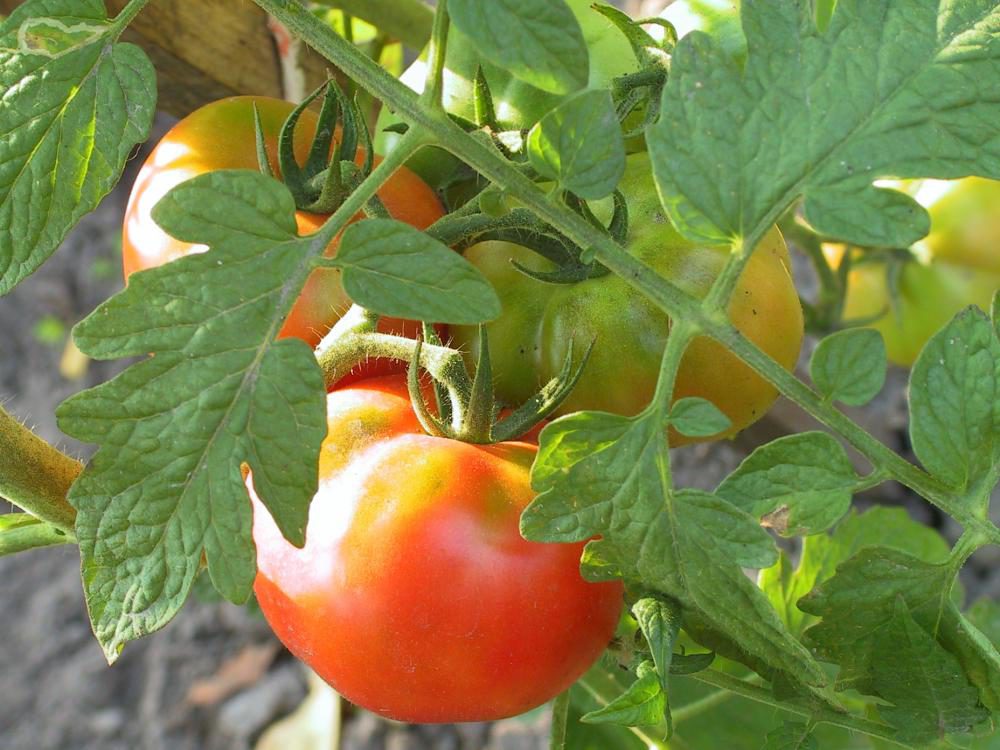Как получить урожай помидоров, подкормка, полив и уход