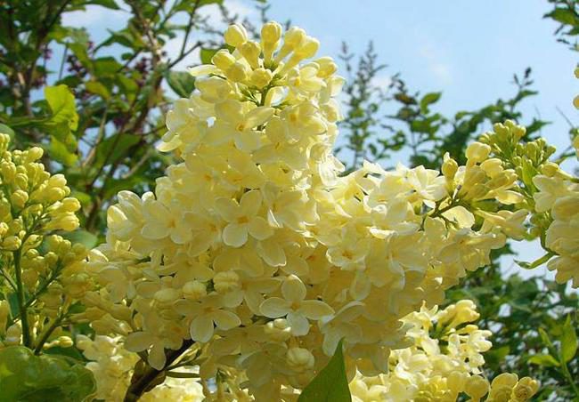 желтая сирень