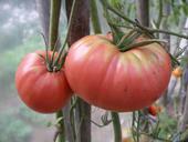 Сто секретов, как вырастить целебные томаты.(личный опыт)