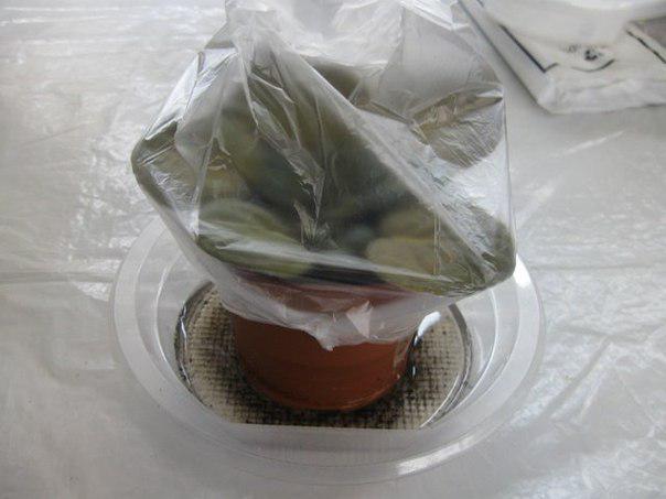 размножение фиалки