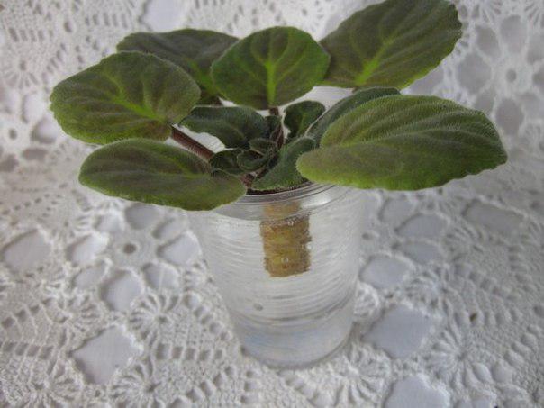 сенполия, фпалка