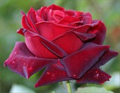 Как вырастить красивые розы! 6 ошибок в уходе за розами.