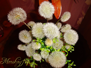 Одуванчики