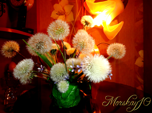 Одуванчики