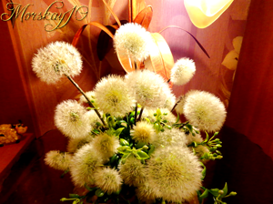 Одуванчики