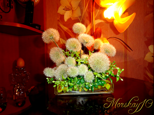 Одуванчики