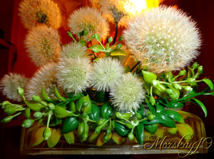 Одуванчики