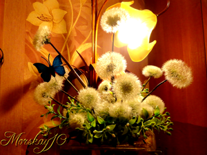 Одуванчики