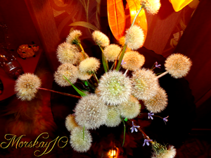 Одуванчики