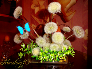 Одуванчики