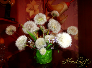 Одуванчики